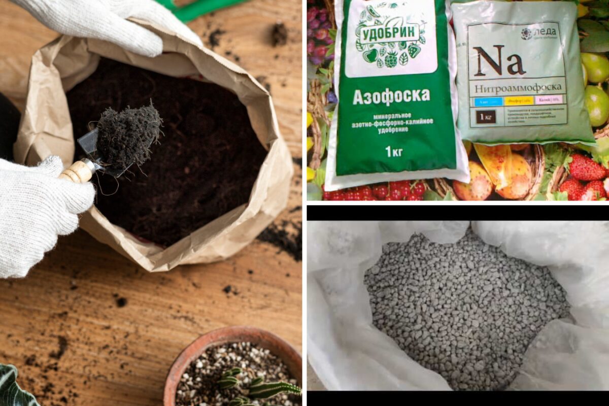 Як підготувати ґрунт на розсаду в січні 2026 року