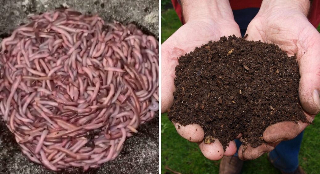 Краще забудьте про компост: ось це добриво – менш заморочливе і працює 1 в 1 як компост 