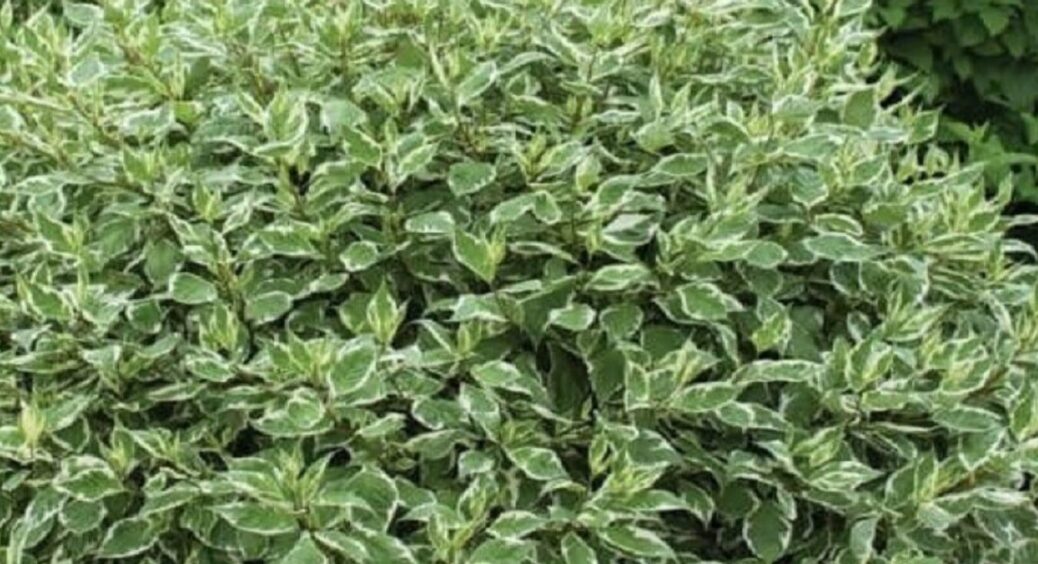 Це розкішне дерево можна розмножувати взимку: потрібна лише 1 склянка води та секатор 