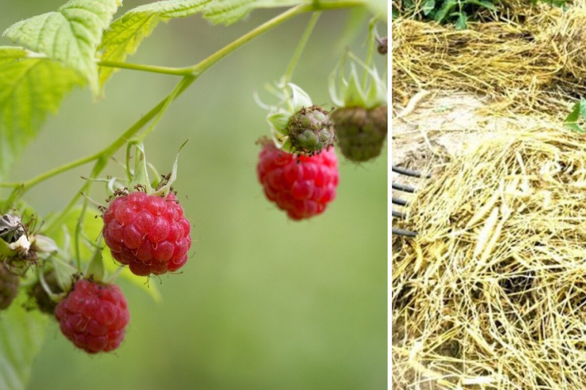 Дачники розповіли, чим замульчувати малину взимку