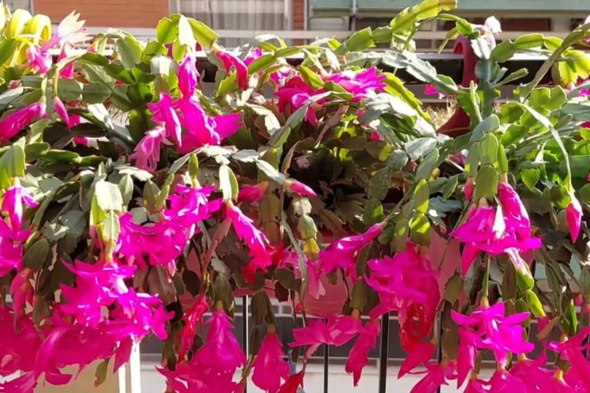 Правила догляду за різдвяним кактусом взимку