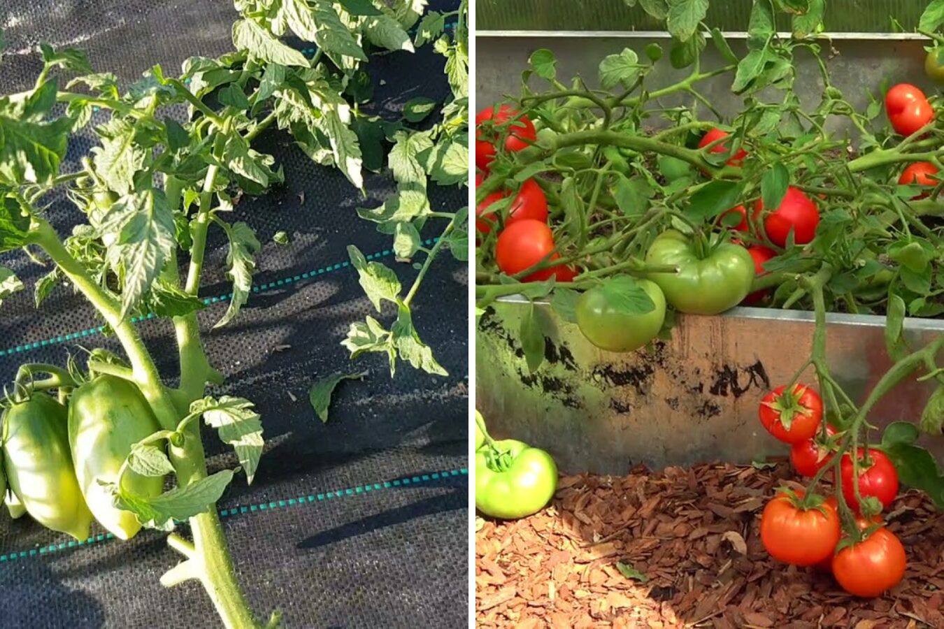 Агрономи назвали низькорослі сорти томатів, які не потребують пасинкування