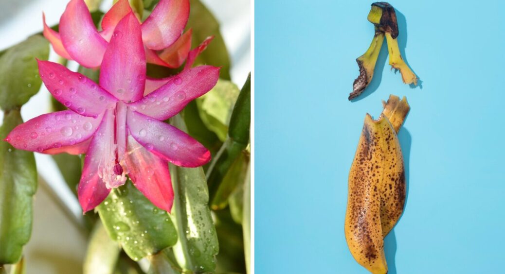 Різдвяник (Шлюмбергера) не хотів цвісти, поки не почала поливати його цим: 1 склянка настою 