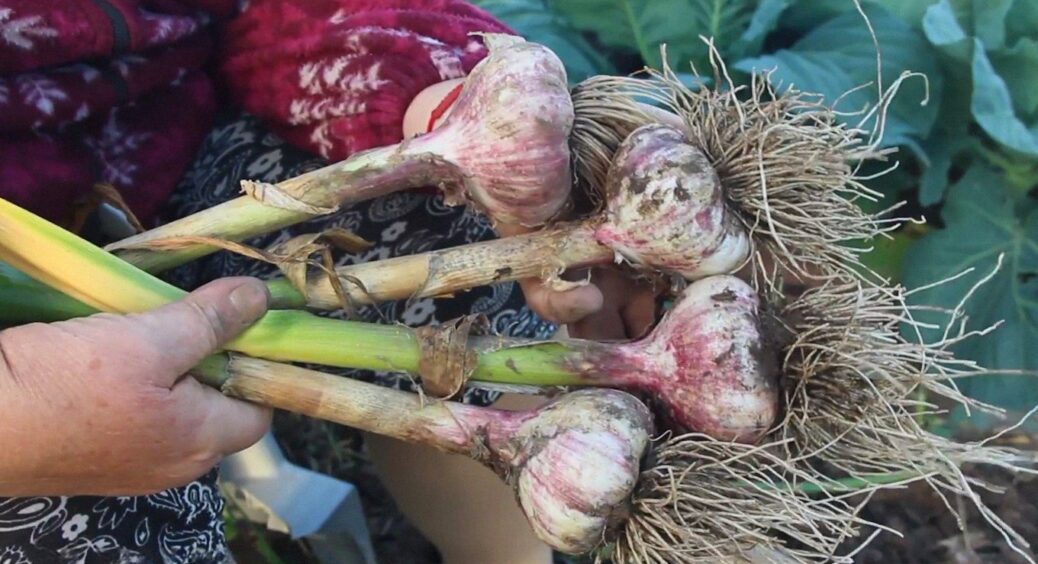 Вирощуємо для щедрого врожаю, а виходить дрібнота: 7 помилок при посадці озимого часнику 