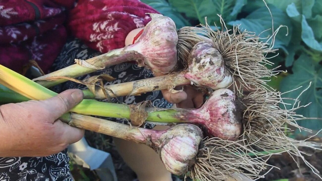 Агрономи назвали 7 помилок посадки часнику, через які врожай дрібнішає