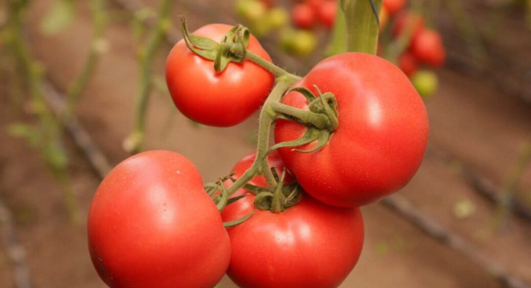 Саджала ці томати у 2025 – і точно повторю в 2026: урожай стабільний навіть у дощове літо 