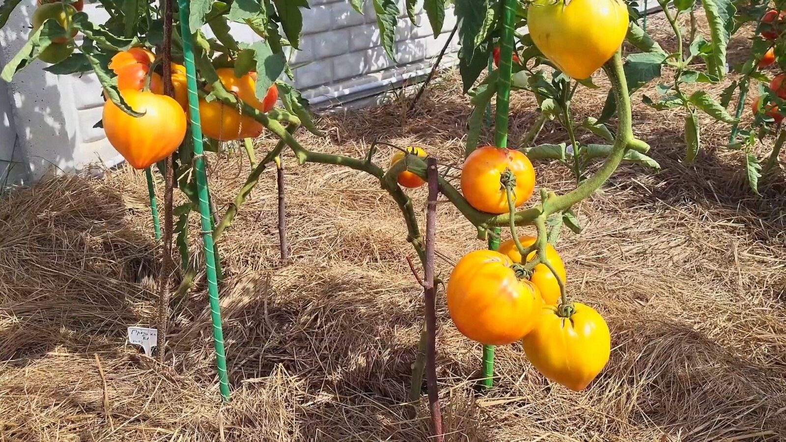 Городники назвали обовʼязкову дію на городі у лютому для врожаю