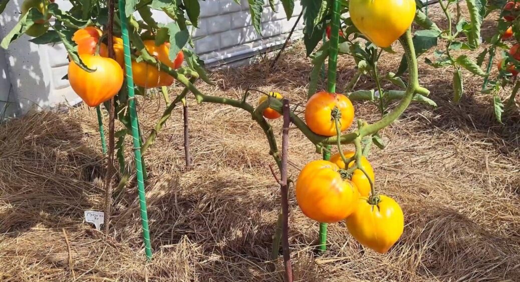 Купувати чи ні: скільки коштують 4 найпопулярніші сорти насіння томатів для розсади 2026 року 