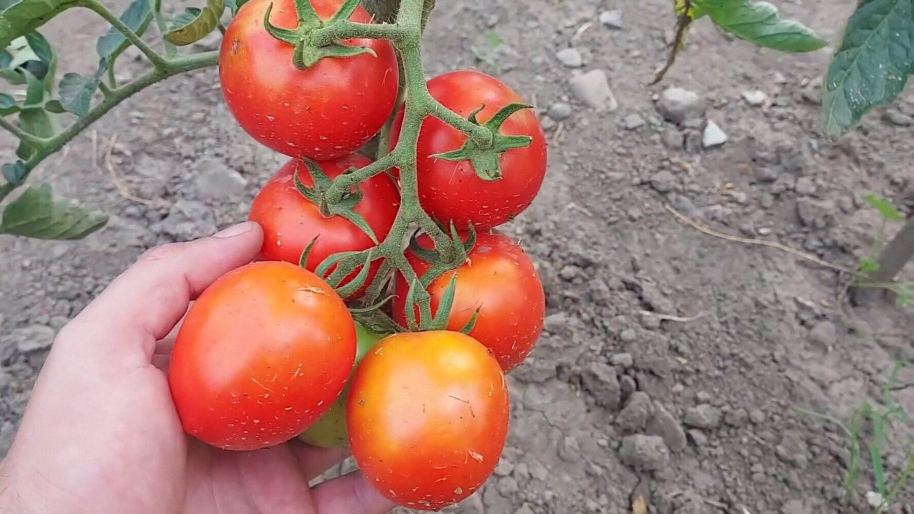 Агрономи поділилися найкращими сортами помідорів, які можна купити для висівання на розсаду