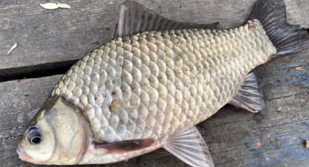 Навіть діти люблять цих карасиків: риба смачніша, ніж в 100 ресторанах – ще й корисна 