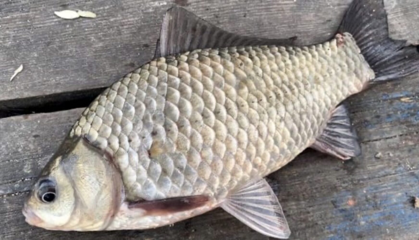 Кулінари поділились рецептом ніжних карасів без кісток на сковороді Кулінари поділились рецептом ніжних карасів без кісток на сковороді