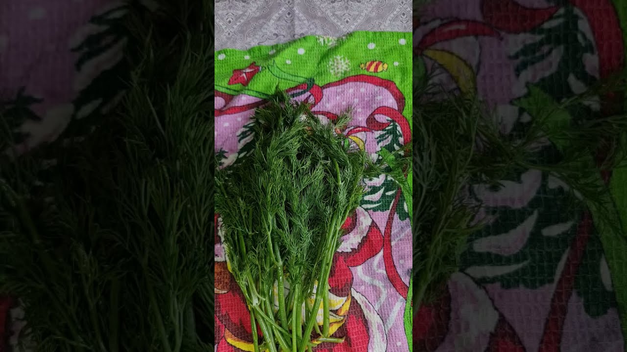 Як надовго зберегти кріп свіжим в холодильнику