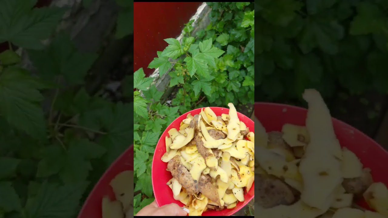 Дачники розповіли, чим підживити смородинові кущі взимку