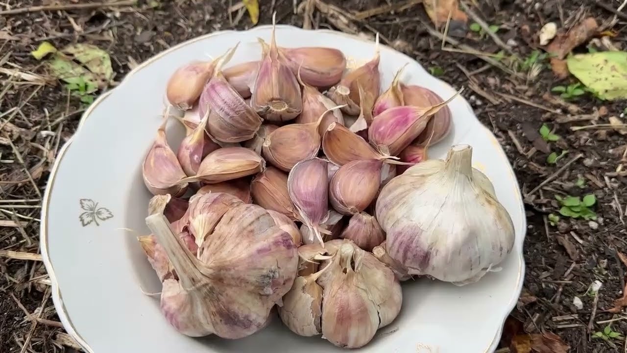Городники розповіли про правила вирощування озимого часнику в холодних регіонах