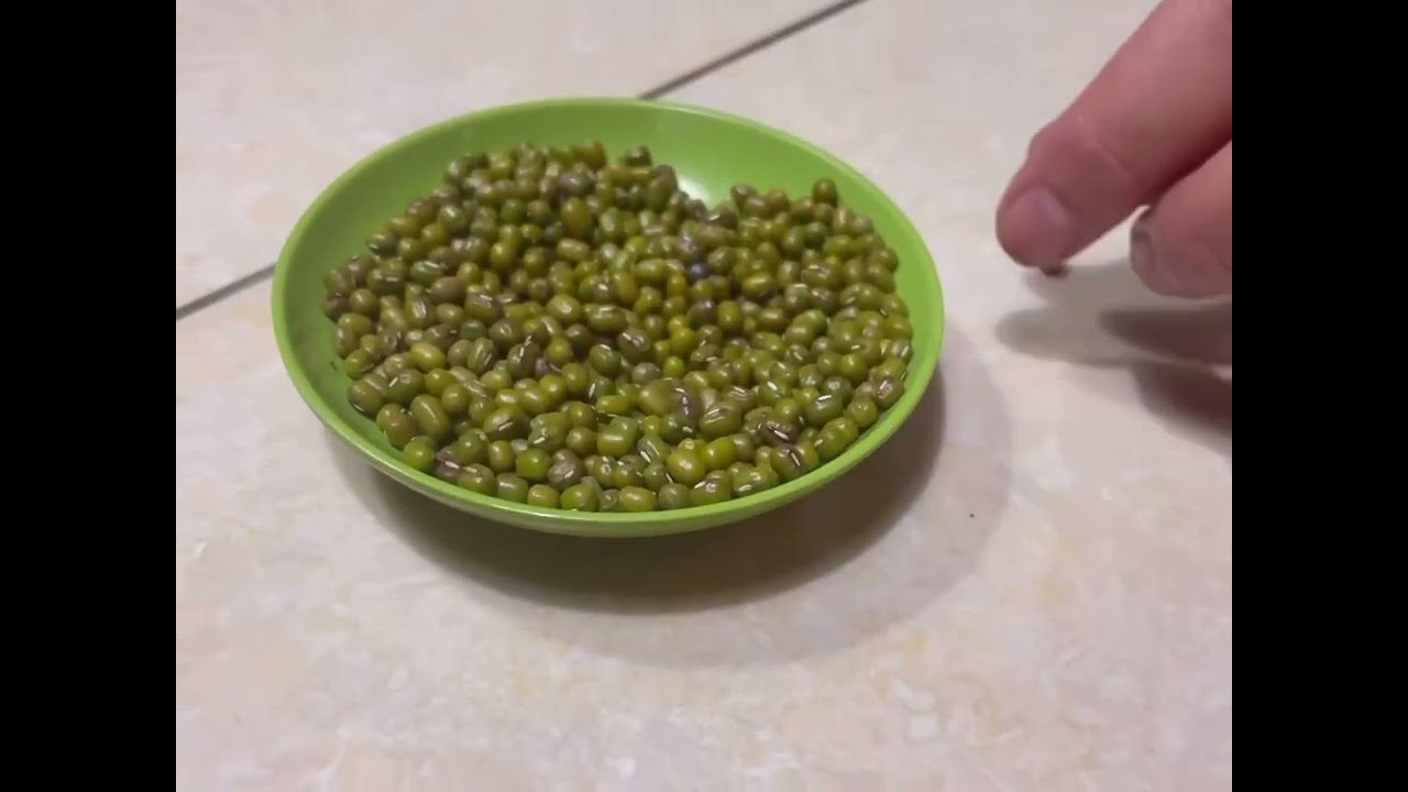 Бобова культура маш та її переваги