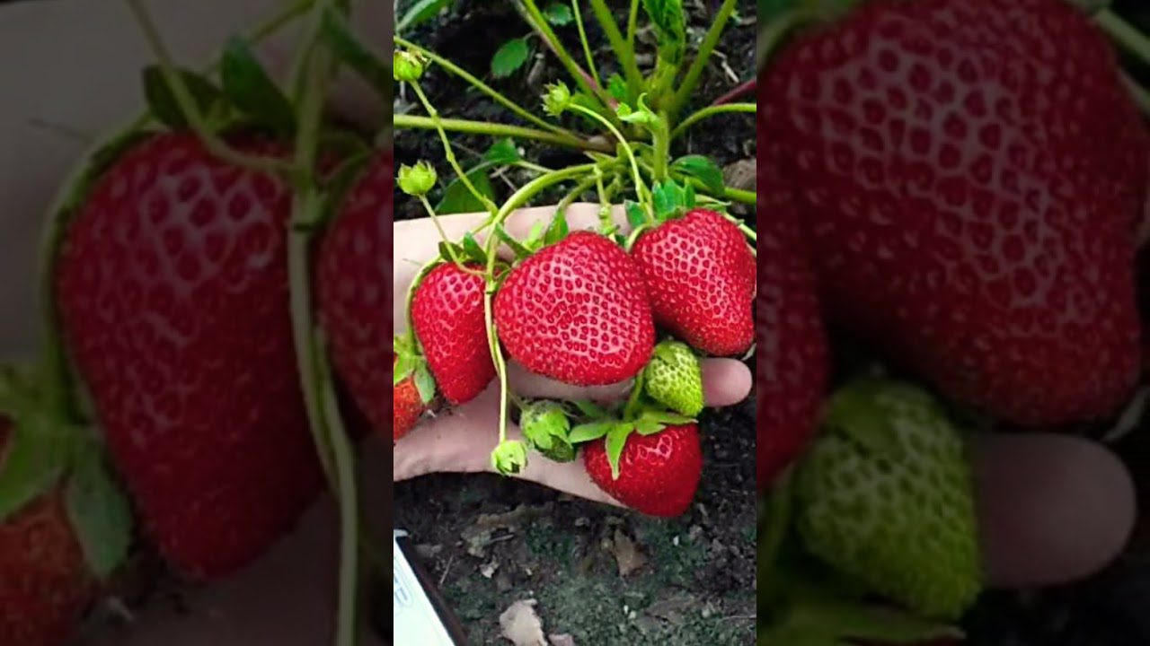 Сорт високоврожайної полуниці Луміно