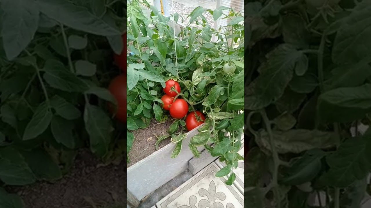 Сорт помідорів Дубрава