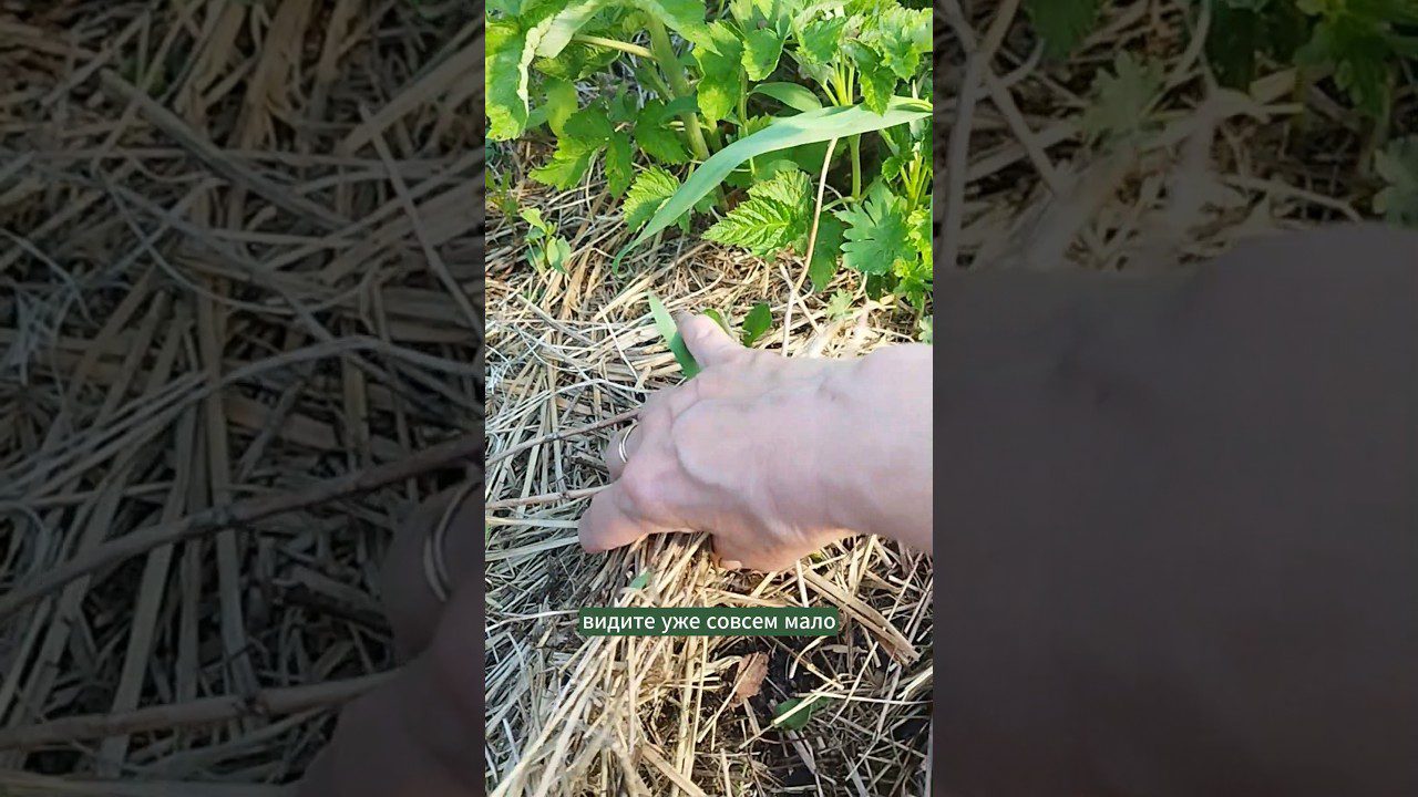 Дачники розповіли, чим замульчувати малину взимку