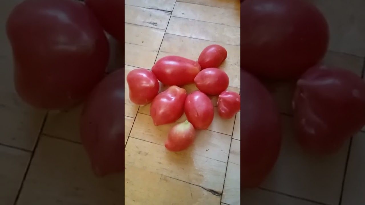 Сорт помідорів Червоний клик