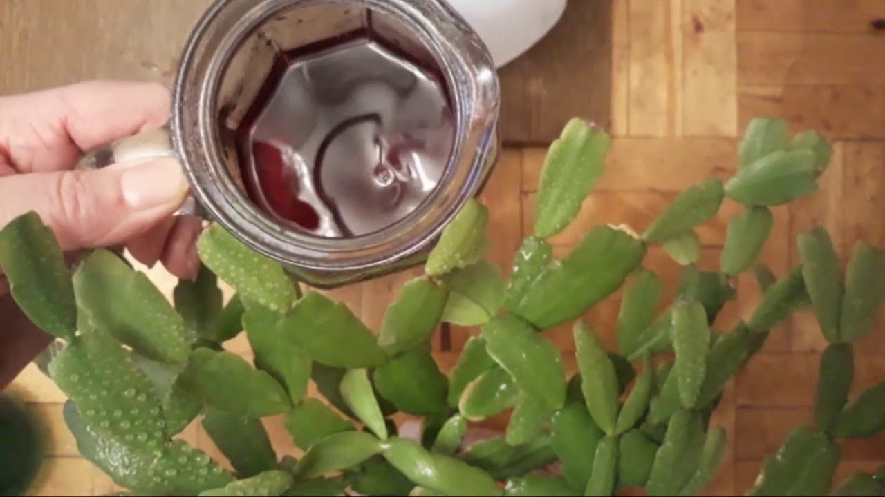 Експерти розповіли, чи можна поливати різдвяник цукровою водою