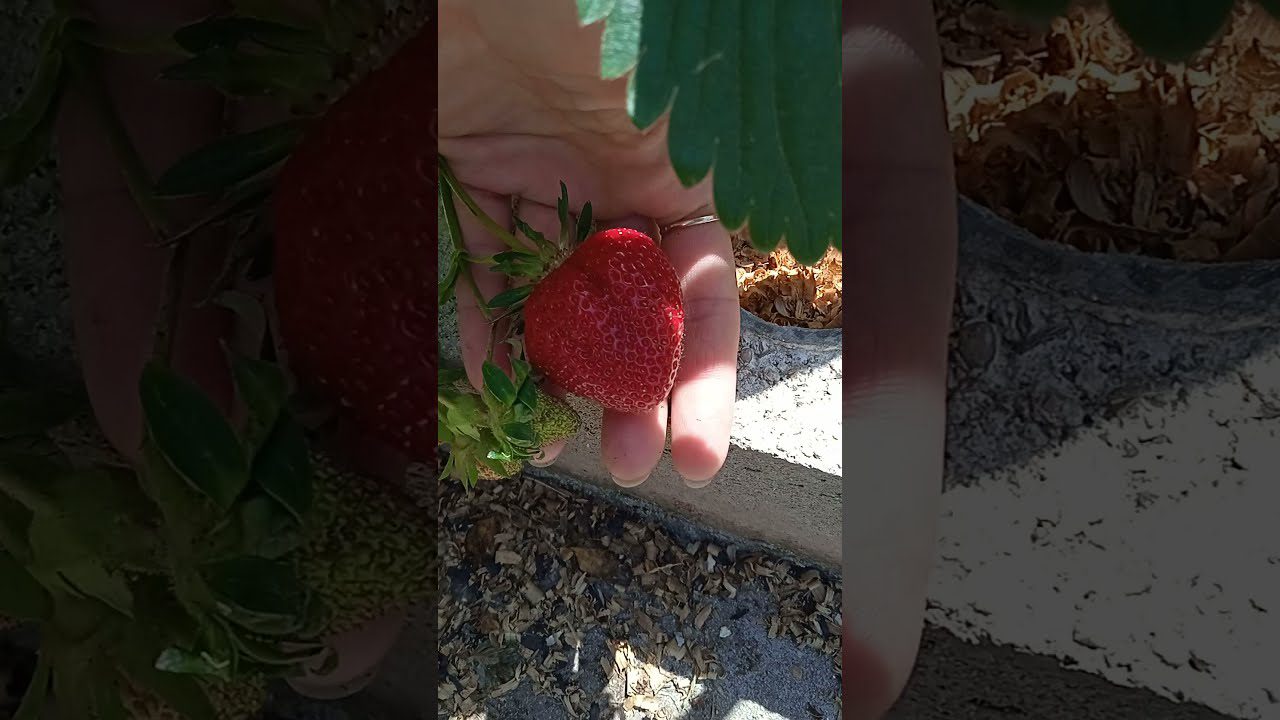 Чим полити полуницю в грудні