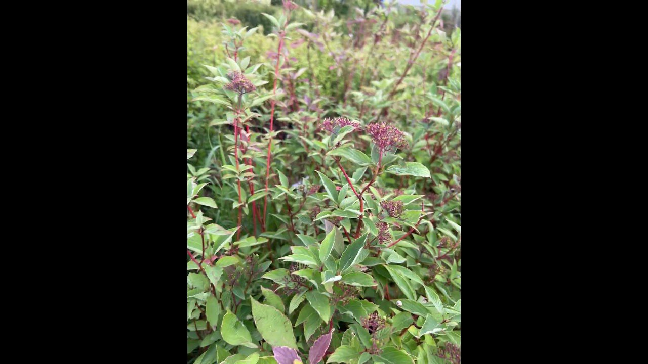 Експерти розповіли, як правильно розмножити дерен