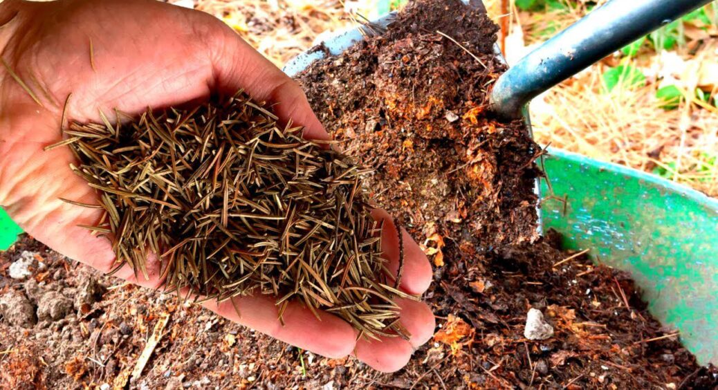 Хвойний опад: які 4 рослини можна ним мульчувати, а для яких — краще не використовувати 