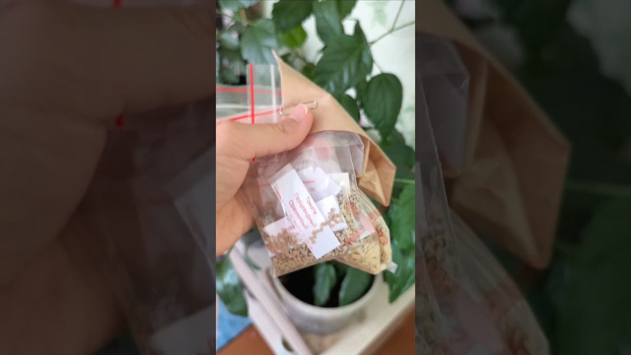 Дачники розповіли, як правильно зберігати насіння овочів взимку