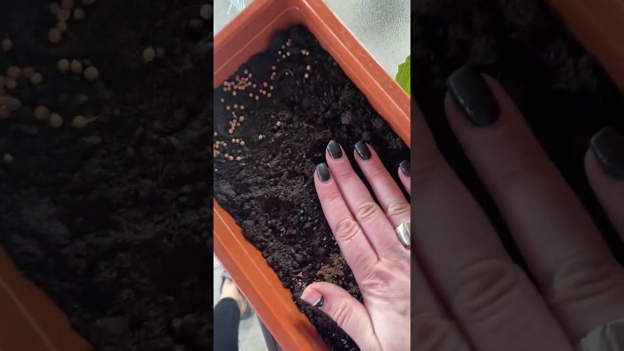 Експерти розповіли, як виростити ароматну зелень взимку