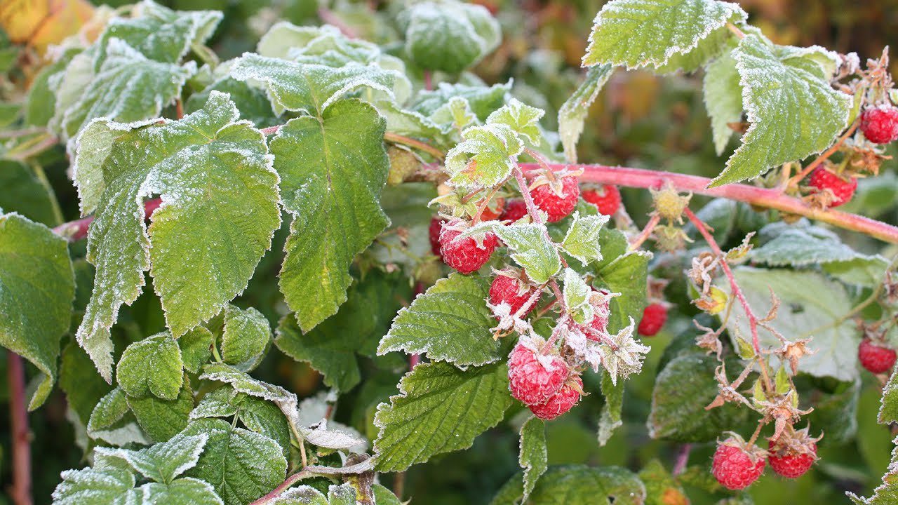 Правила обрізки малини в грудні