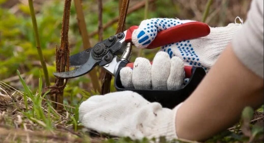 Чи можна обрізати кущі та дерева у грудні 2026: в Одеській області – так, а в інших регіонах? 
