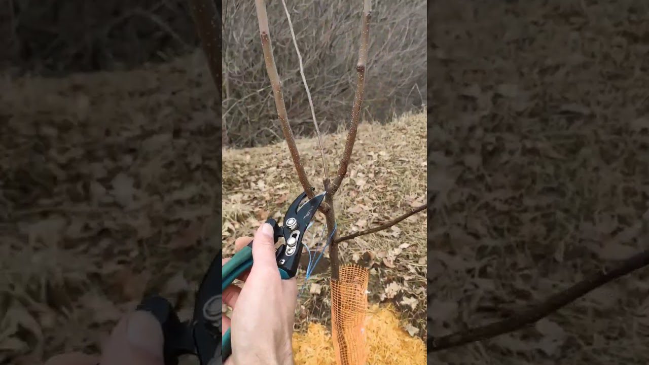 Експерти розповіли, чи можн обрізати яблуні взимку