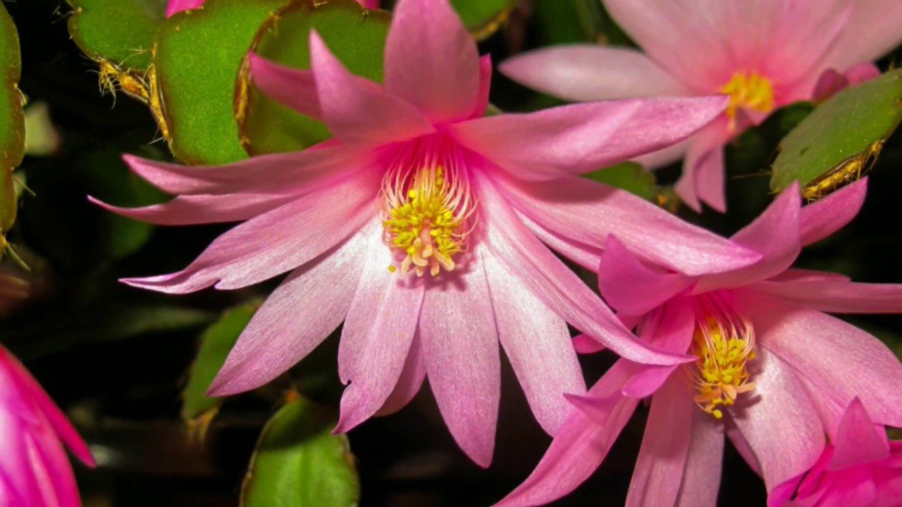 Експерти розповіли, чим підживити різдвяник, щоб він пишно квітнув