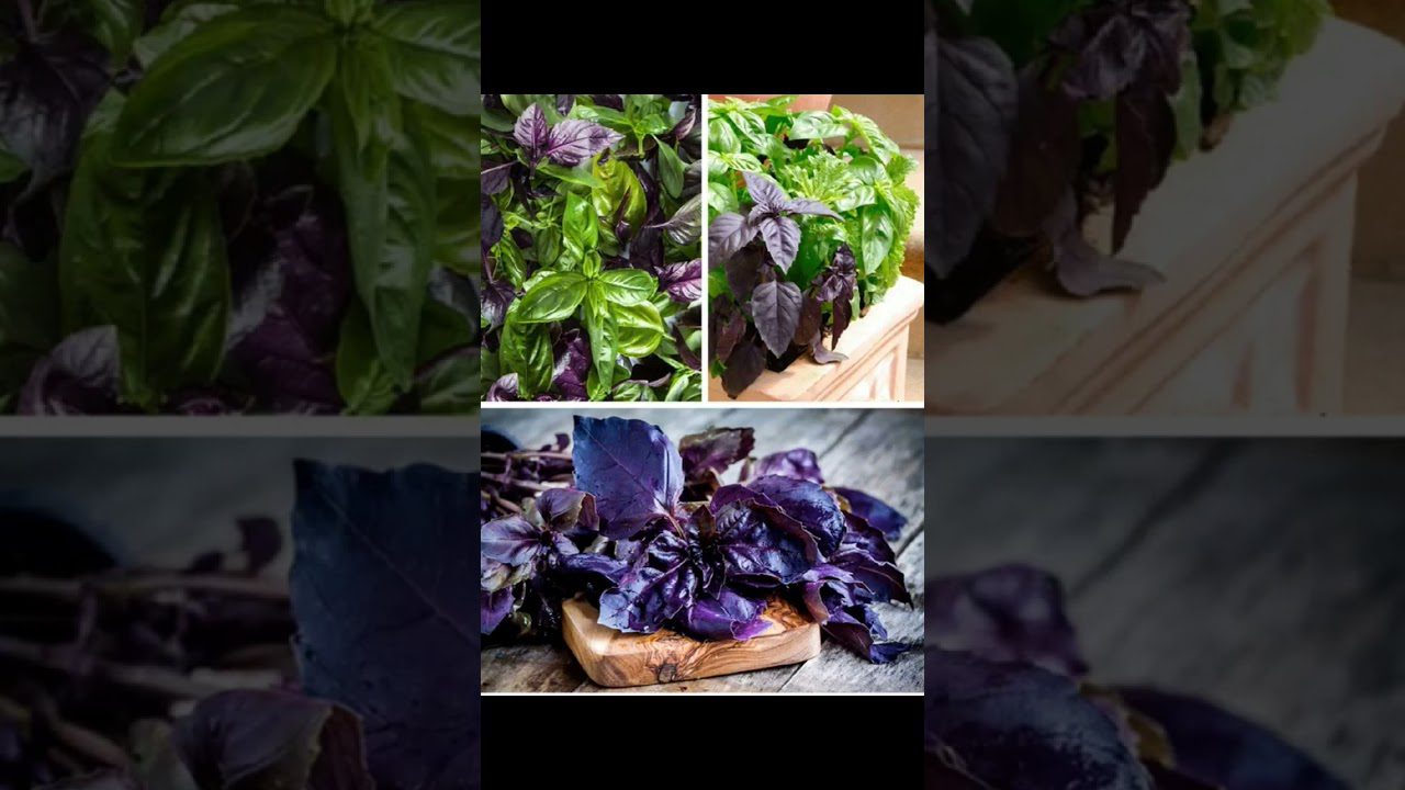 Спеції для харчо