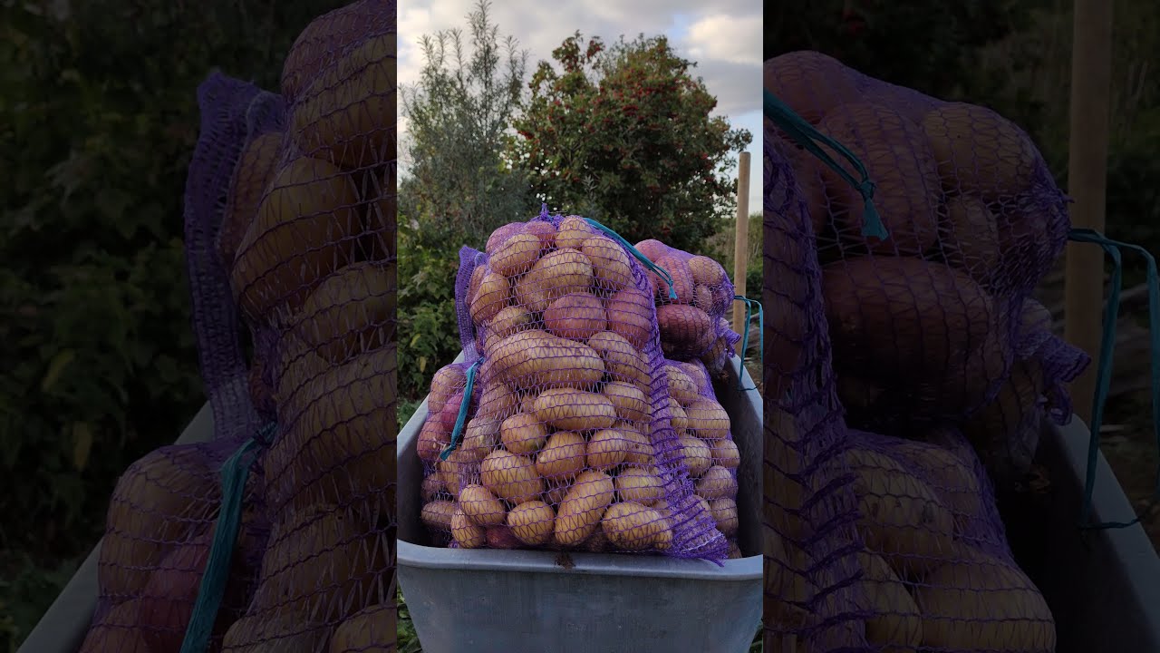 Як облаштувати вентиляцію в погребі для зберігання картоплі