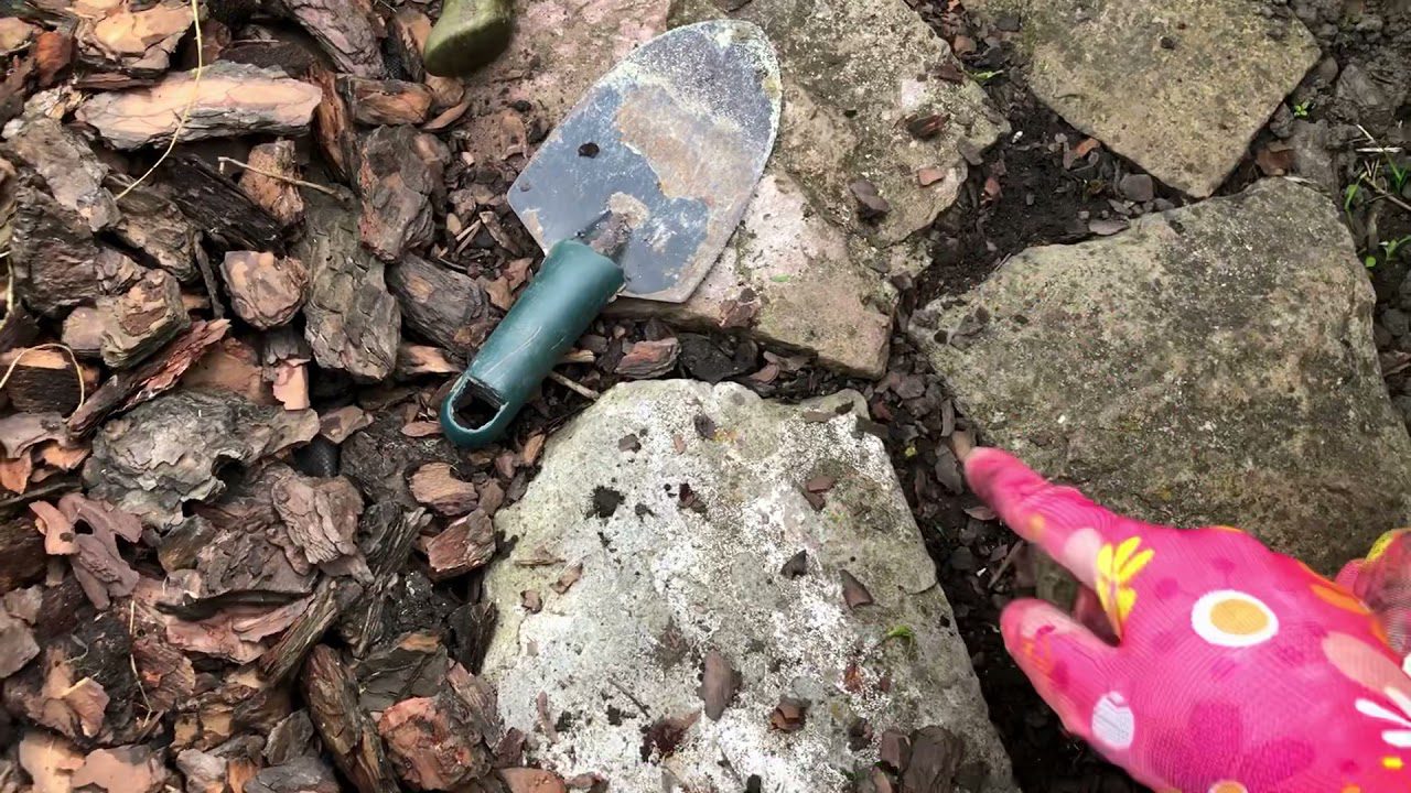 Експерти розповіли, чому троянди не можна мульчувати свіжою тирсою