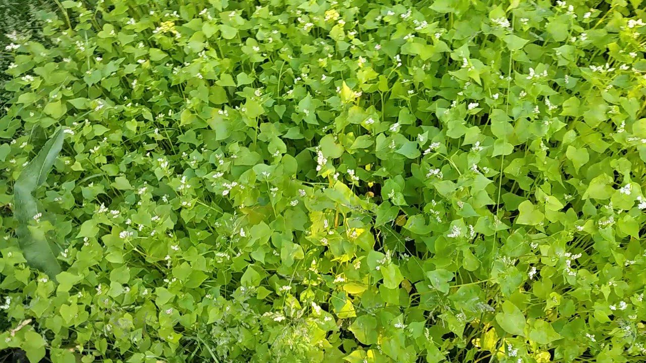 Дачники назвали добриво, яке замінить кілограми компосту