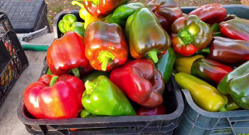 5-й рік висаджую цей перець і 5 років маю гори урожаю: і на аджику, і на салати, і на борщ 