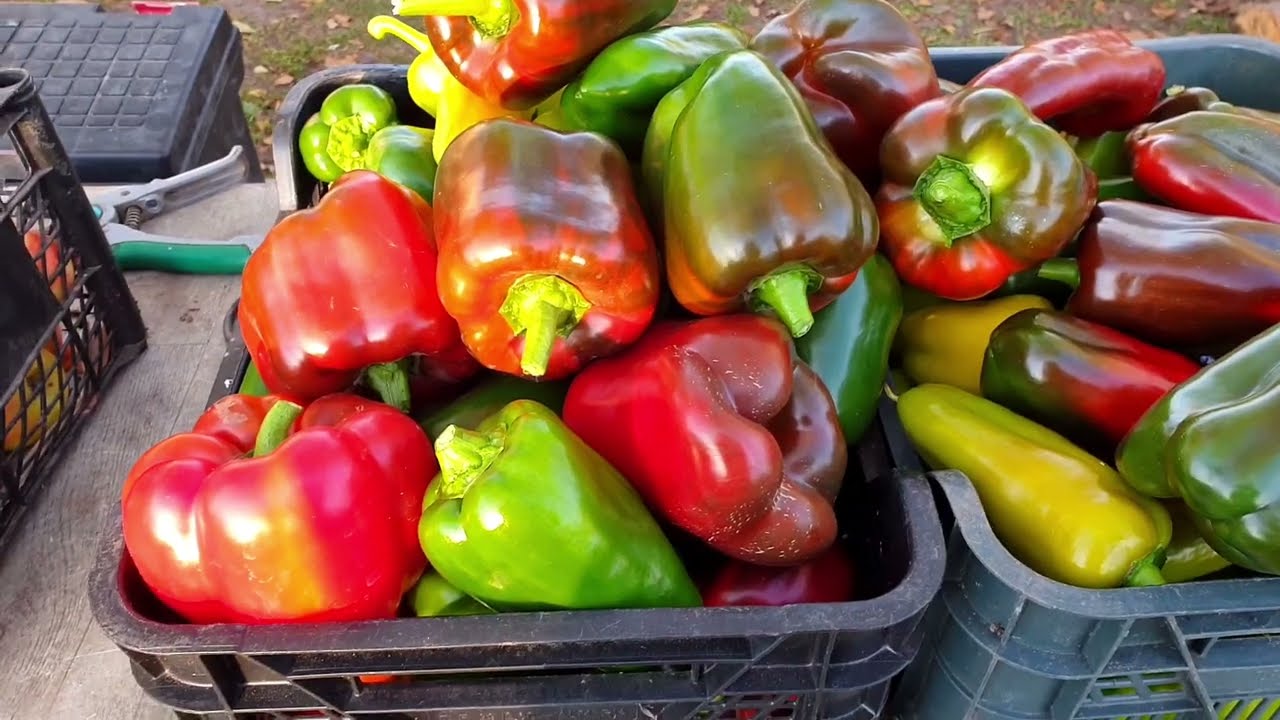 Експерти назвали найстійкіші сорти солодкого перцю