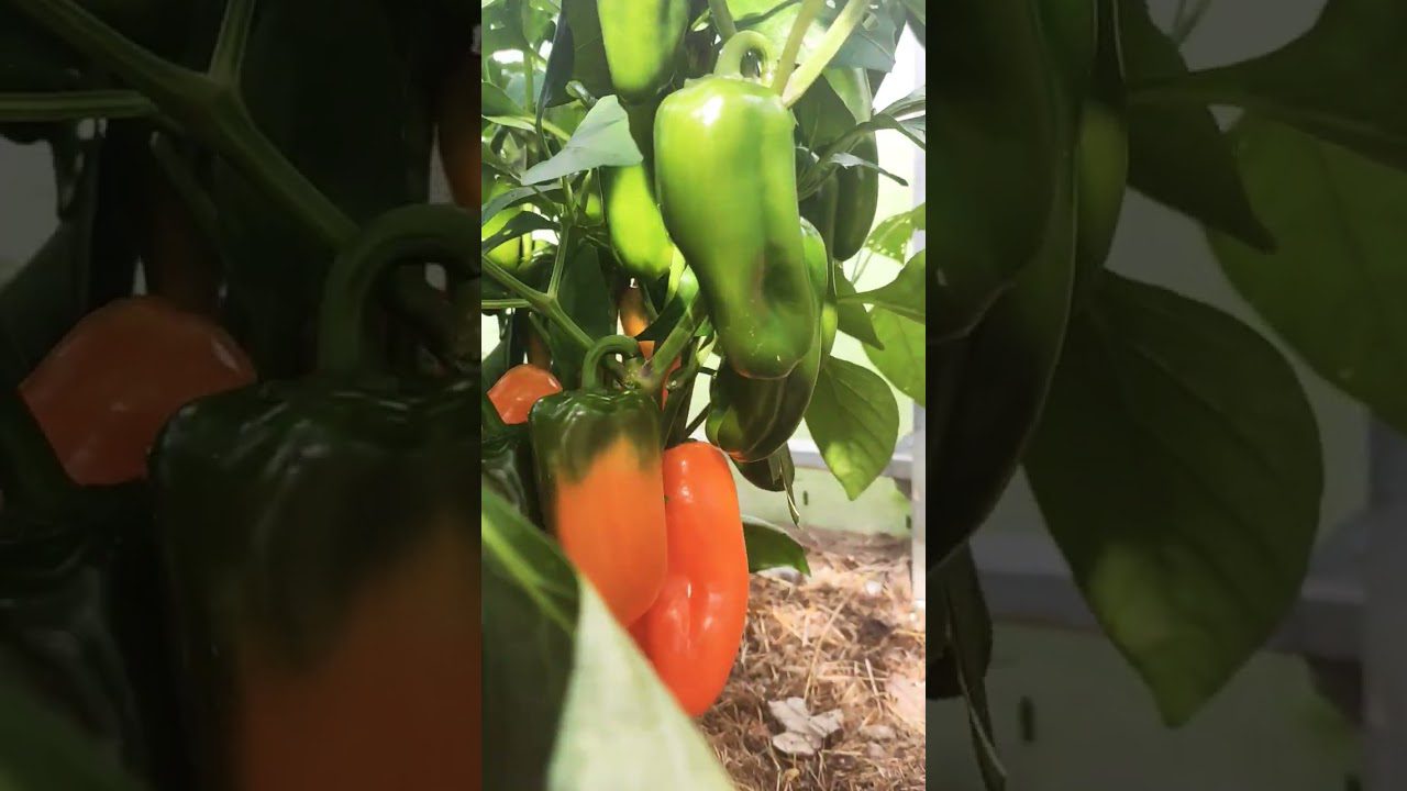 Експерти назвали найстійкіші сорти солодкого перцю