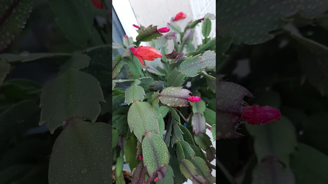 Експерти розповіли, чи можна поливати різдвяник цукровою водою