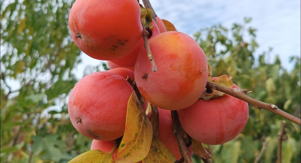 Не “Корольок” і не “Шарон”: у 2025-му селекціонери обрали інший сорт хурми №1 