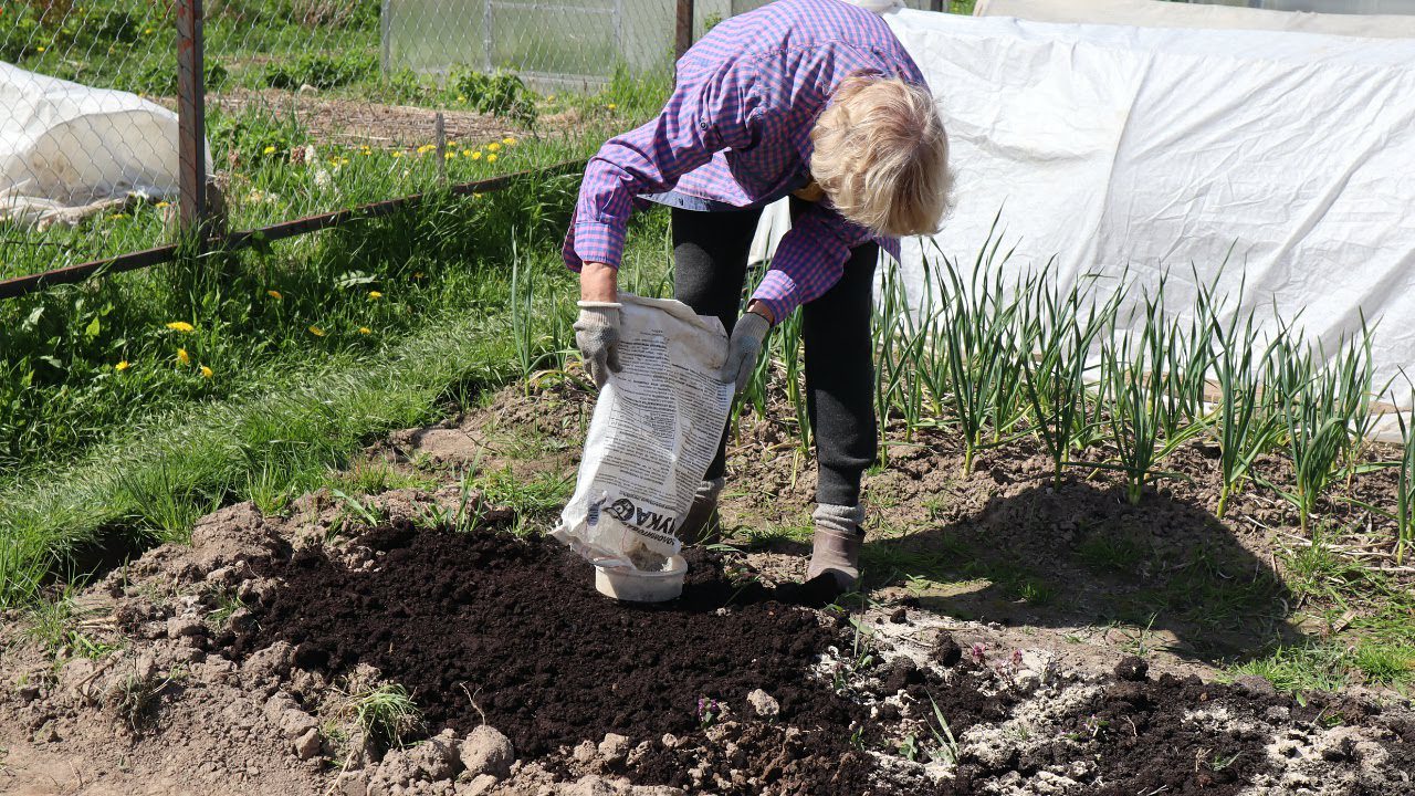Яке мінеральне добриво слід вносити в лютому на грядки