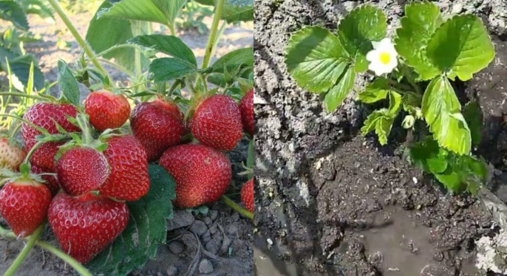 3 таких поливи під кущ у грудні з інтервалом – і полуниця закладе більше плодових бруньок 