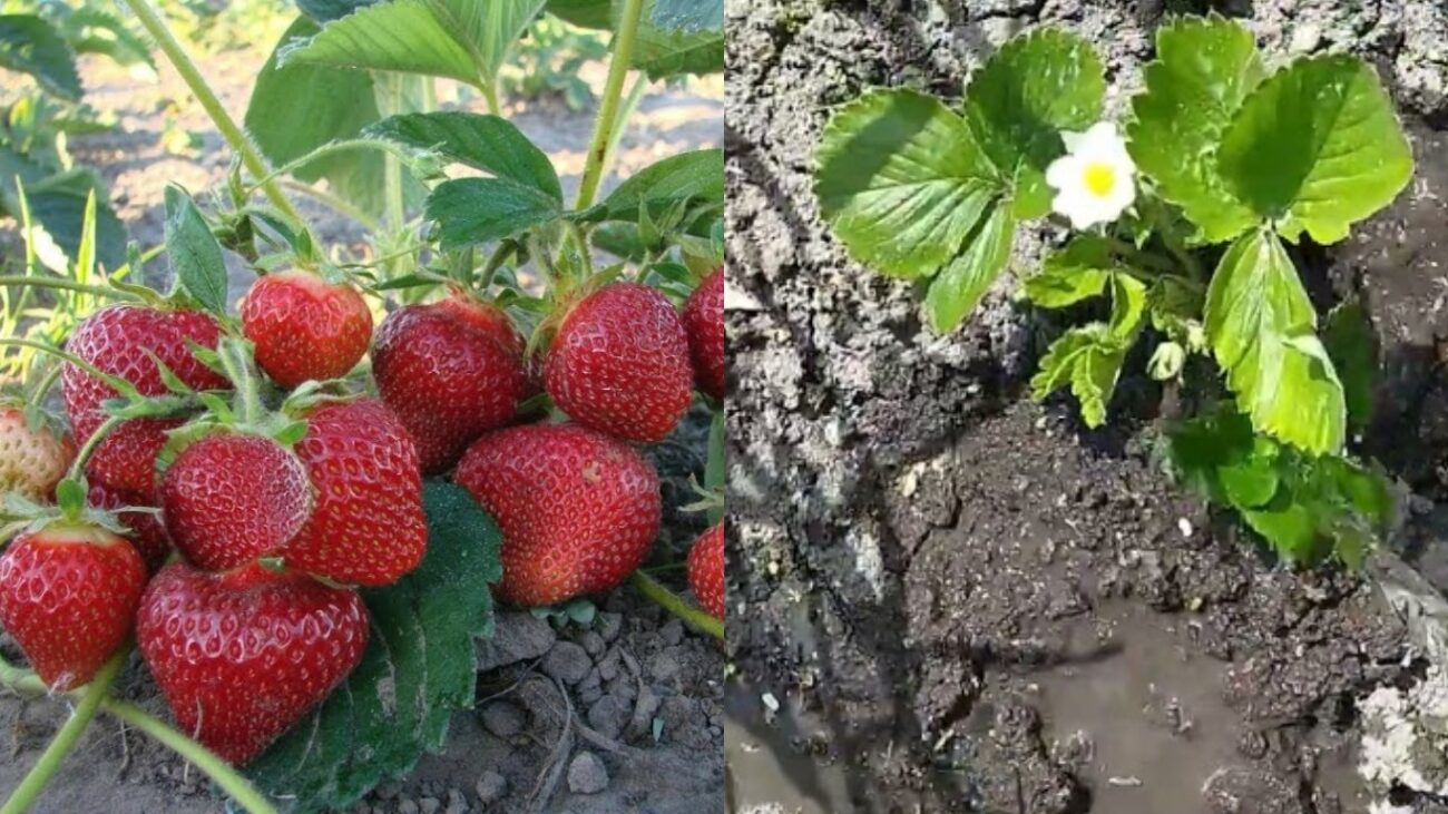 Чим полити полуницю в грудні