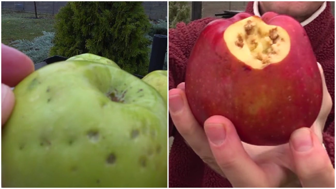 Чому яблука погано зберігаються та покриваються плямами