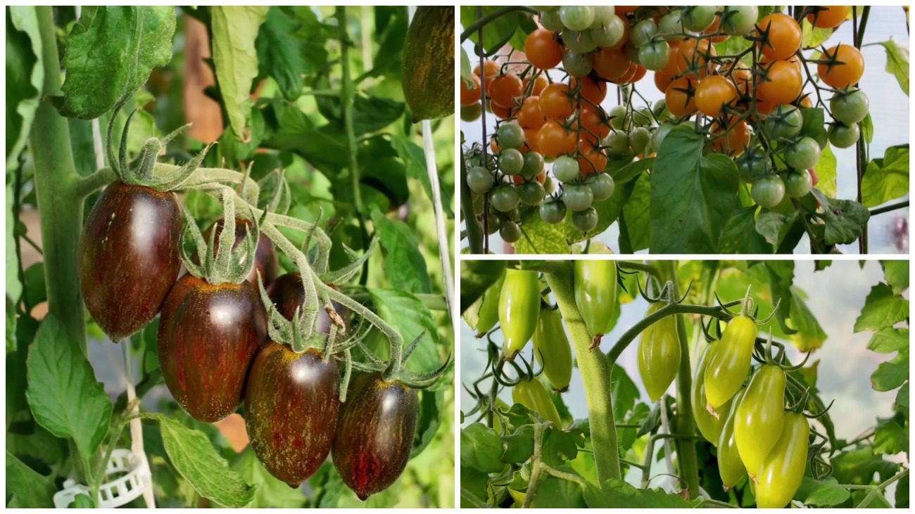 Городники назвали 3 сорти томатів з ідеальним та справжнім смаком