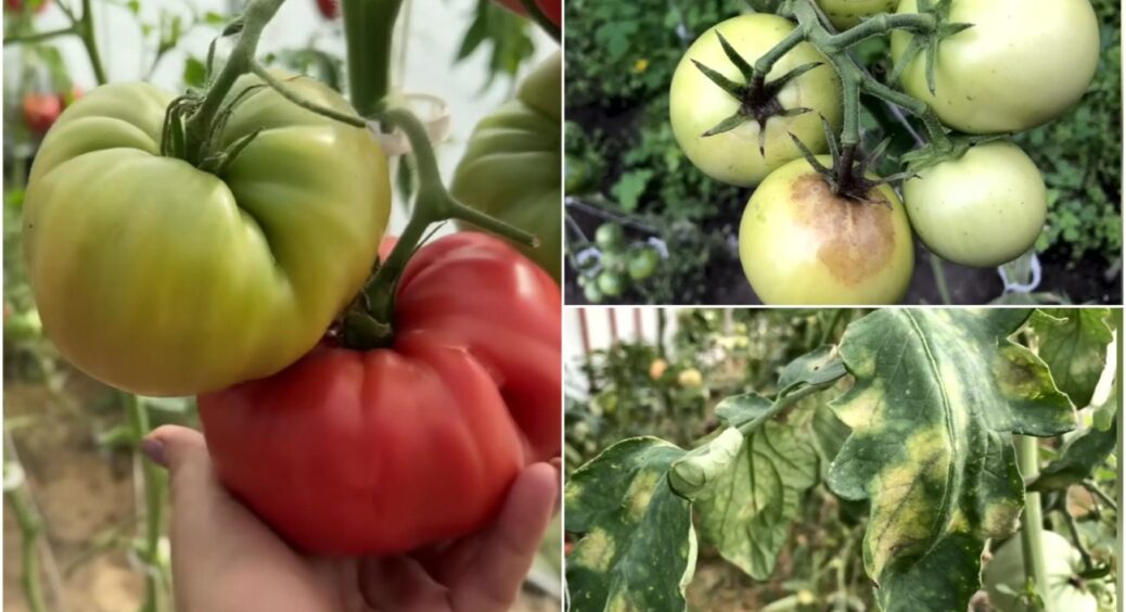 Чим полити теплицю восени після томатів, якщо була фітофтора та інші проблеми: ще є 14 днів 