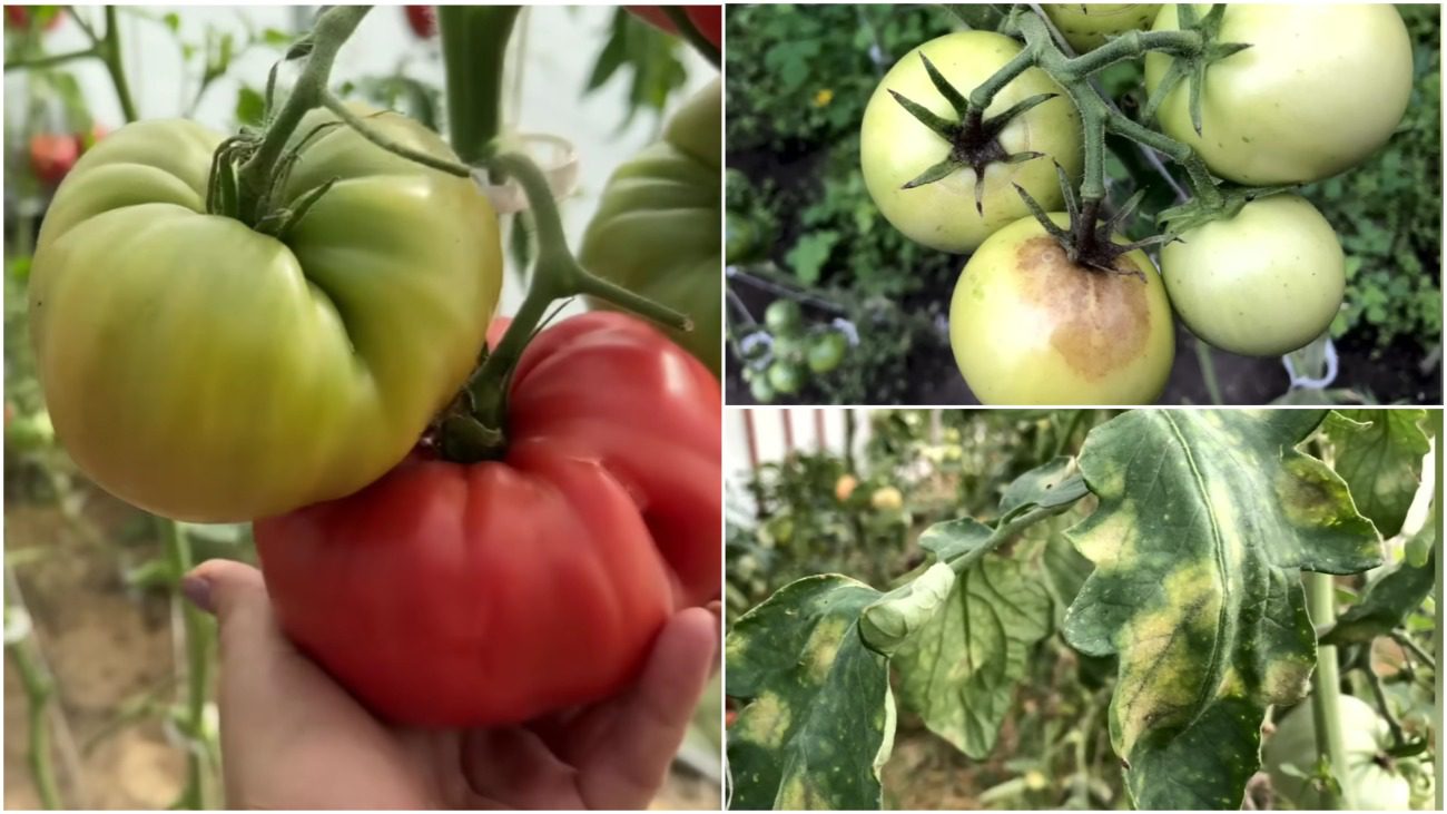 Городники розповіли, чим краще обробити теплицю після хворих помідорів