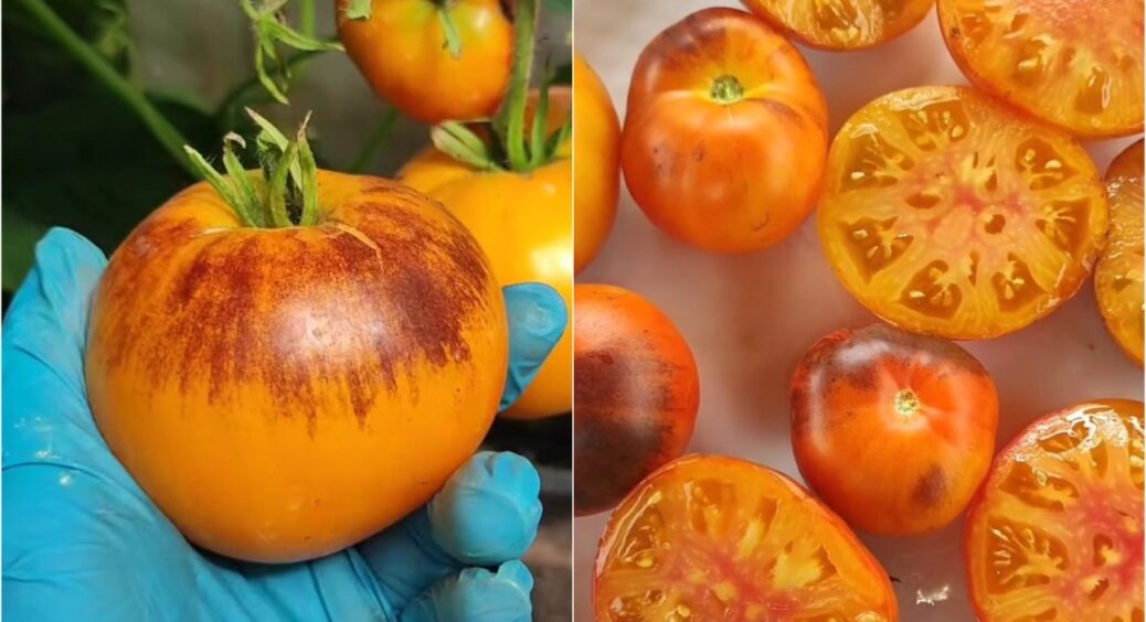 Цей томат — моє кохання назавжди: саджала 7 років поспіль і обов’язково посаджу в 2026 році 